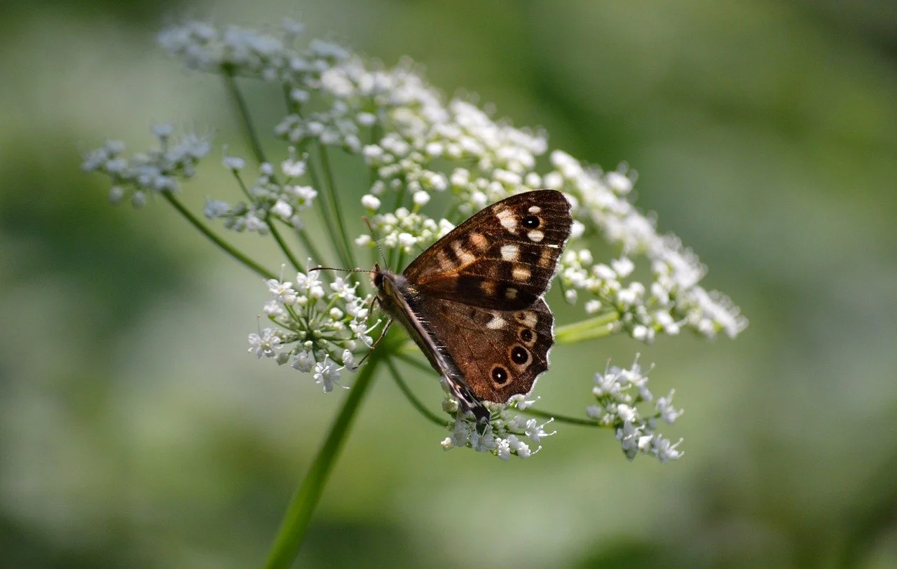 Vibrant otherworldly forest with bioluminescent flora